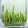 含茶制品代加工绿茶红茶砖茶粉加工生产企业OEM贴牌厂家