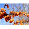 花果茶代加工新资源食品委托生产企业