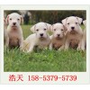 贵阳精品纯种杜高犬/大骨架/宽嘴双血统