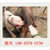小杜高犬幼犬怎么卖的智商高不高如何区分