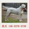 常州杜高犬怎么养/杜高犬饲养攻略山东浩天犬业