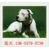 纯种大骨架杜高犬500元一条/山东浩天