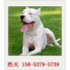 桂林护卫犬杜高价格多少哪里有卖的