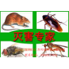 翠竹东湖莲塘除虫灭鼠餐厅灭鼠仓库杀蟑杀跳蚤
