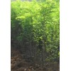 杜仲苗 刺槐苗 花椒苗 皂角苗