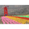 大型七彩风车展出售风车展宣传厂家