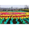 大型国际风车节出售风车节厂家承接春季活动