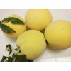 炎陵黄桃
