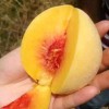 炎陵黄桃