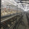 养鸡设备 全自动笼养肉鸡设备报价 双体H型肉鸡笼养设备图片