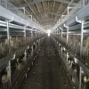 肉鸭笼养设备厂家 养鸭设备价格 层叠式肉鸭笼图片