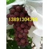红提葡萄价格-陕西红提葡萄基地，户太葡萄产地，夏黑葡萄行情