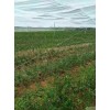 结实加厚防虫网厂家直销纯新料抗氧化果树防虫网加宽幅耐用