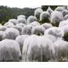 全新料的加宽的新料的覆盖果树防虫网4米宽幅的果树防虫网