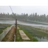 加厚青蛙网厂家直销质量好加厚40目60目青蛙围网