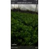 全新料的加宽的新料的纱网果树防虫网脐橙网专用防虫网片