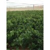结实的纱网全新料耐氧化的蔬菜防虫网直销的纱网直销特价供应