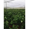 结实的加宽的新料的豆虫网直销的纱网40目加厚的纱网