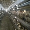 养鸭设备 现代化肉鸭自动喂料设备 德州肉鸭笼养设备图片