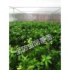 厂家直供的结实的纱网脐橙网加宽新料的果树网南方用网