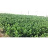 加宽的果树防虫网脐橙防虫网直销的纱网拼接使用的防虫网