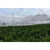 脐橙苗木育苗使用的防虫网批发结实耐用果树用品结实