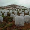防虫网农业绿色蔬菜果木种植搭建防虫网防虫害鸟害减少农药使用