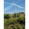 厂家供应结实大宽幅防虫网果木蔬菜防虫网新料加厚防虫害价格优惠