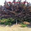 大量批发紫叶李-4公分5公分6公分紫叶李 7公分8公分紫叶李