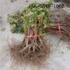 果树直销小规格甜蜜蓝宝石葡萄苗、青提葡萄苗、巨峰葡萄苗