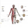 3DBody解剖学仿真虚拟实验系统