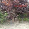 6-8公分紫叶李工程绿化8-12公分紫叶李规格全